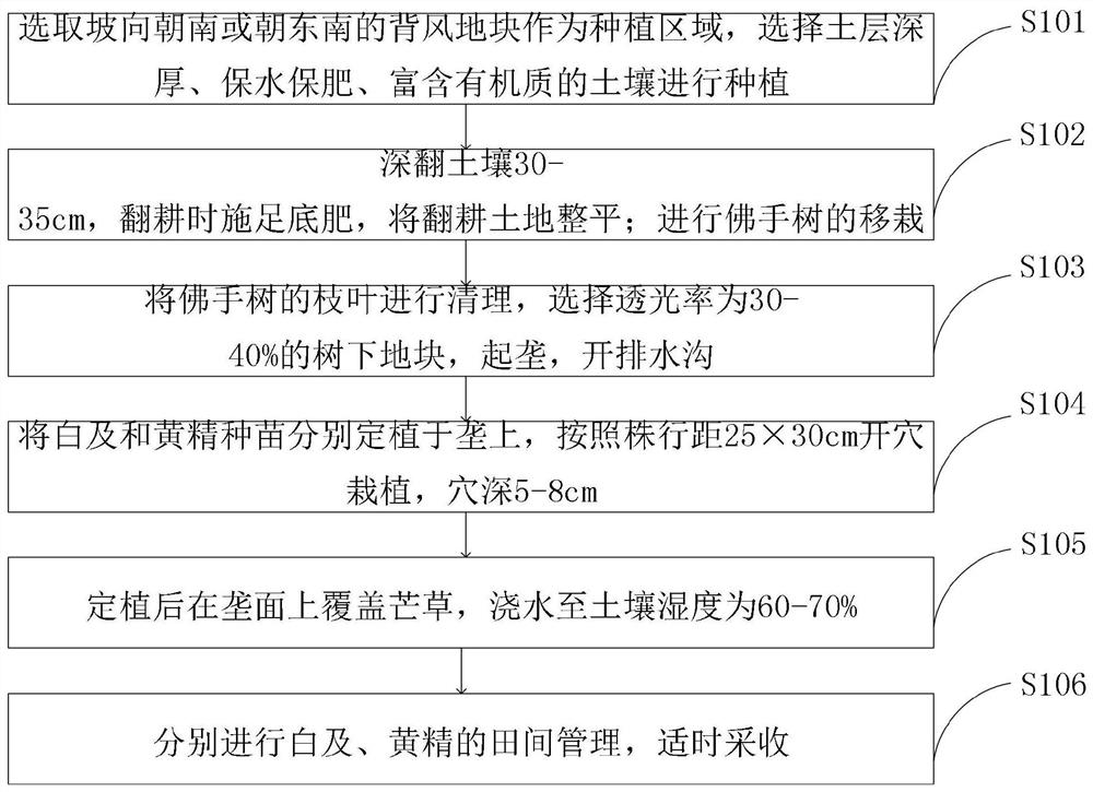 Three-dimensional interplanting method for fructus citri sarcodactyli, rhizoma bletillae and rhizoma polygonati