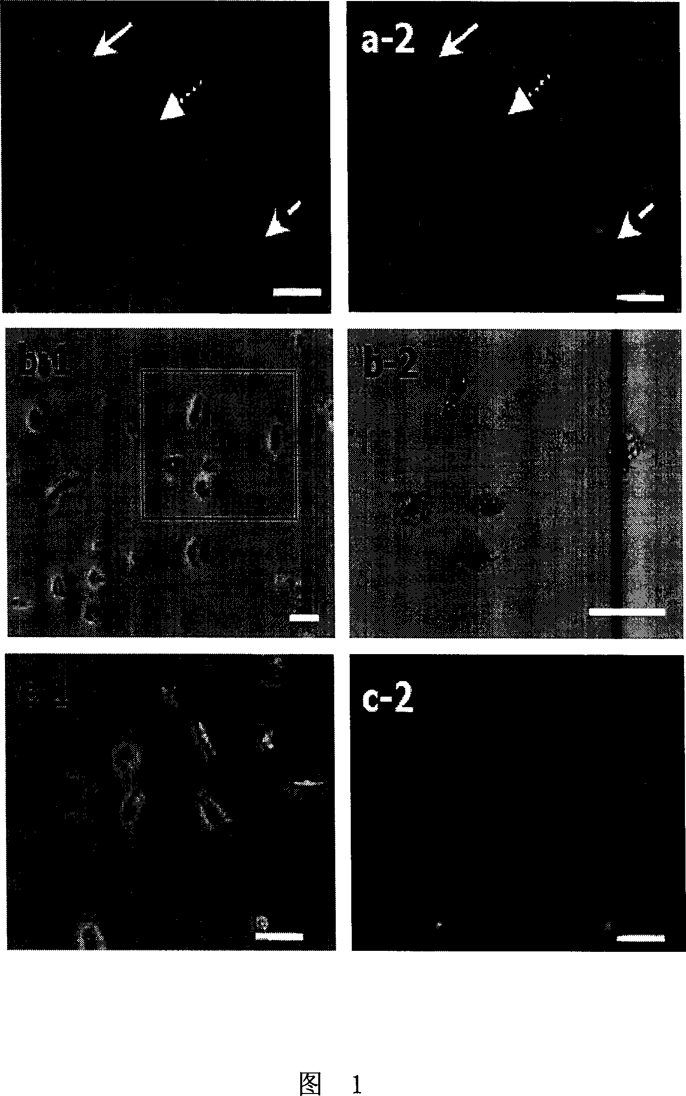 A cell mediated immunity vaccine and preparation method thereof