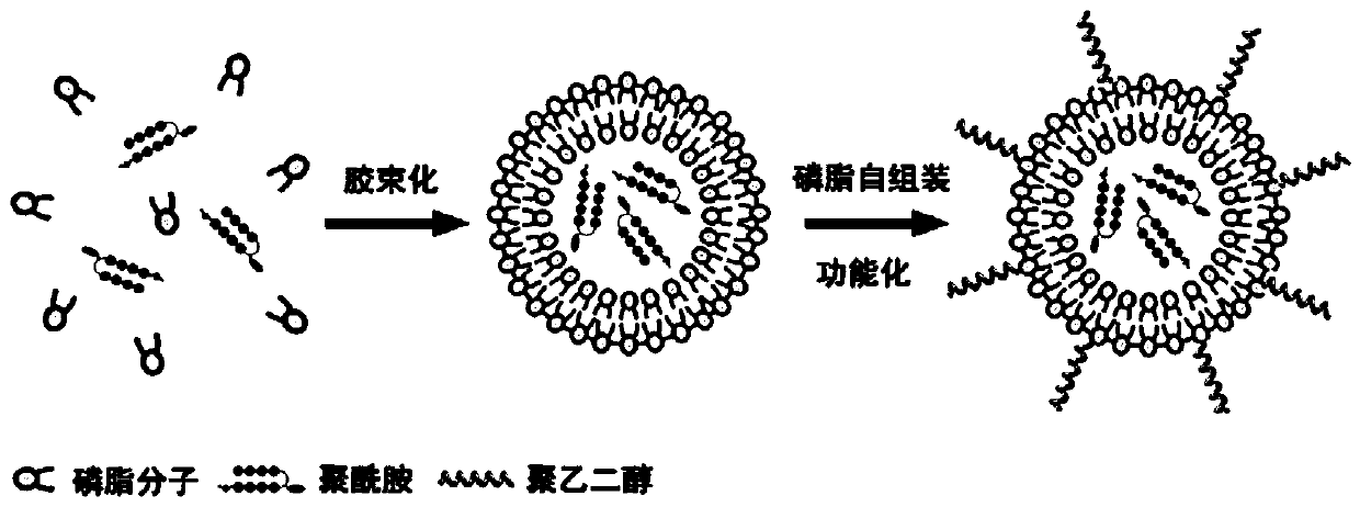 A kind of pyrromidazole polyamide liposome and its preparation method and application