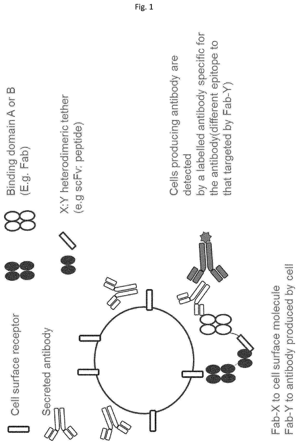 Method employing bispecific antibodies