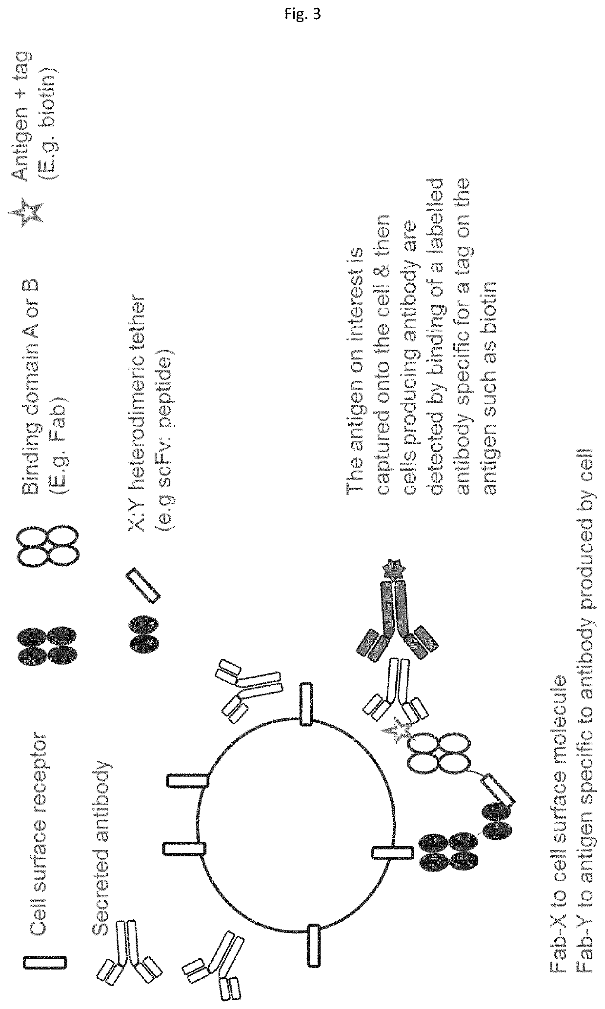 Method employing bispecific antibodies