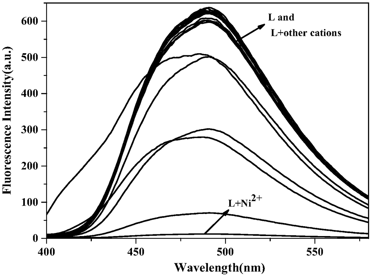 Biological fluorescent probe for detecting nickel ions and preparation method thereof