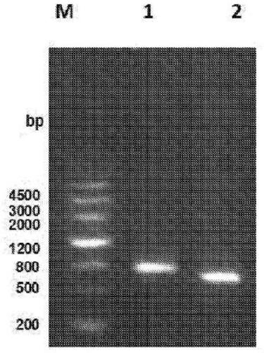 Neutralizing Anti-tl1a monoclonal antibodies