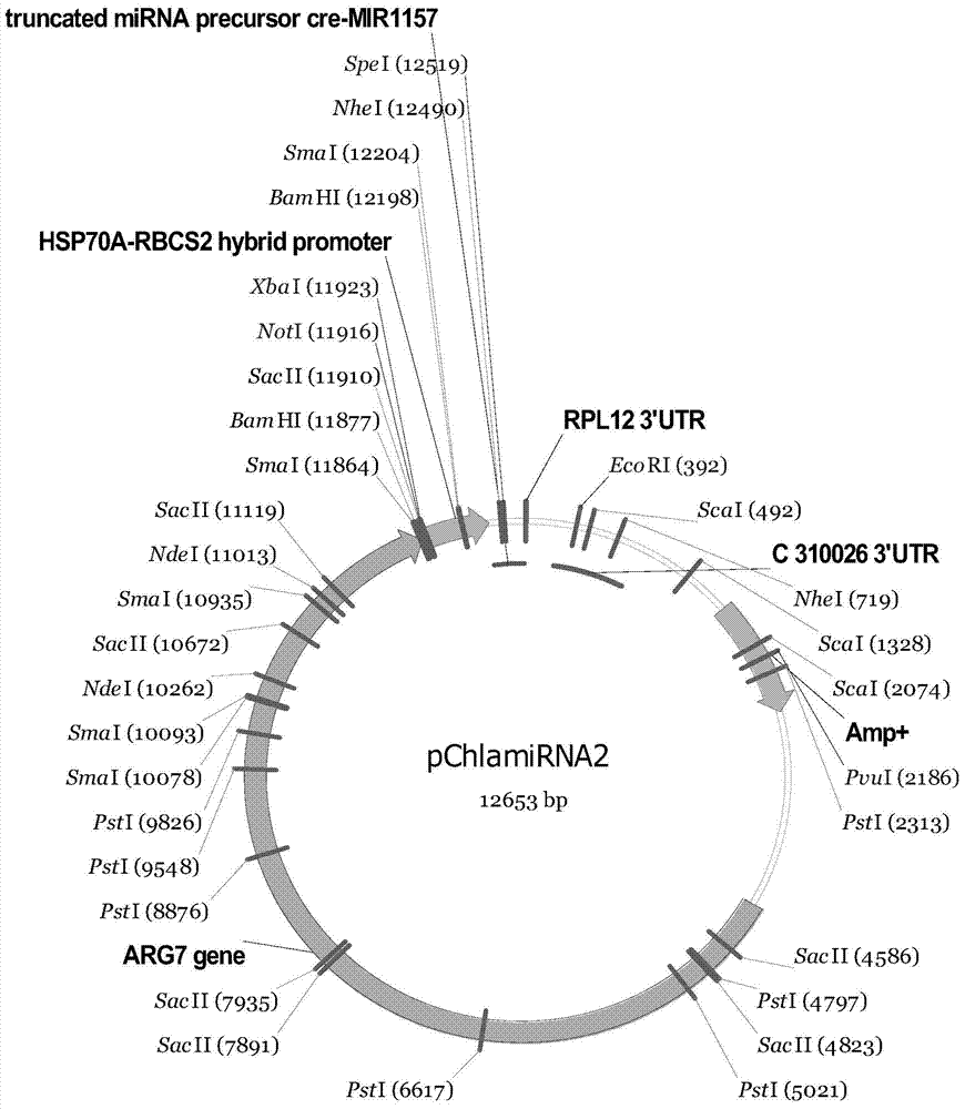 Gene and protein related to lipid metabolism pathway of chlamydomonas reinhardtii, protein, gene mutation strains and applications thereof