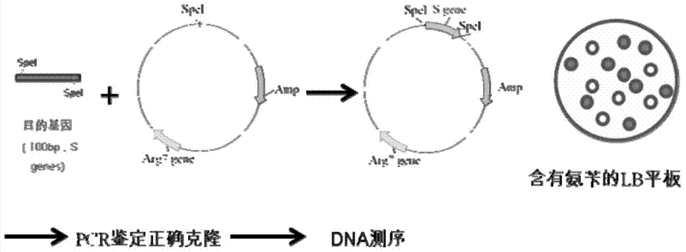 Gene and protein related to lipid metabolism pathway of chlamydomonas reinhardtii, protein, gene mutation strains and applications thereof