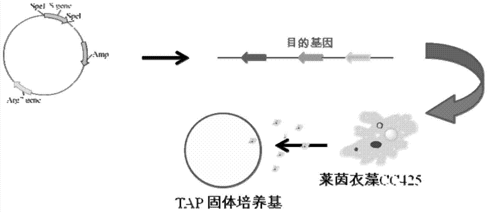 Gene and protein related to lipid metabolism pathway of chlamydomonas reinhardtii, protein, gene mutation strains and applications thereof