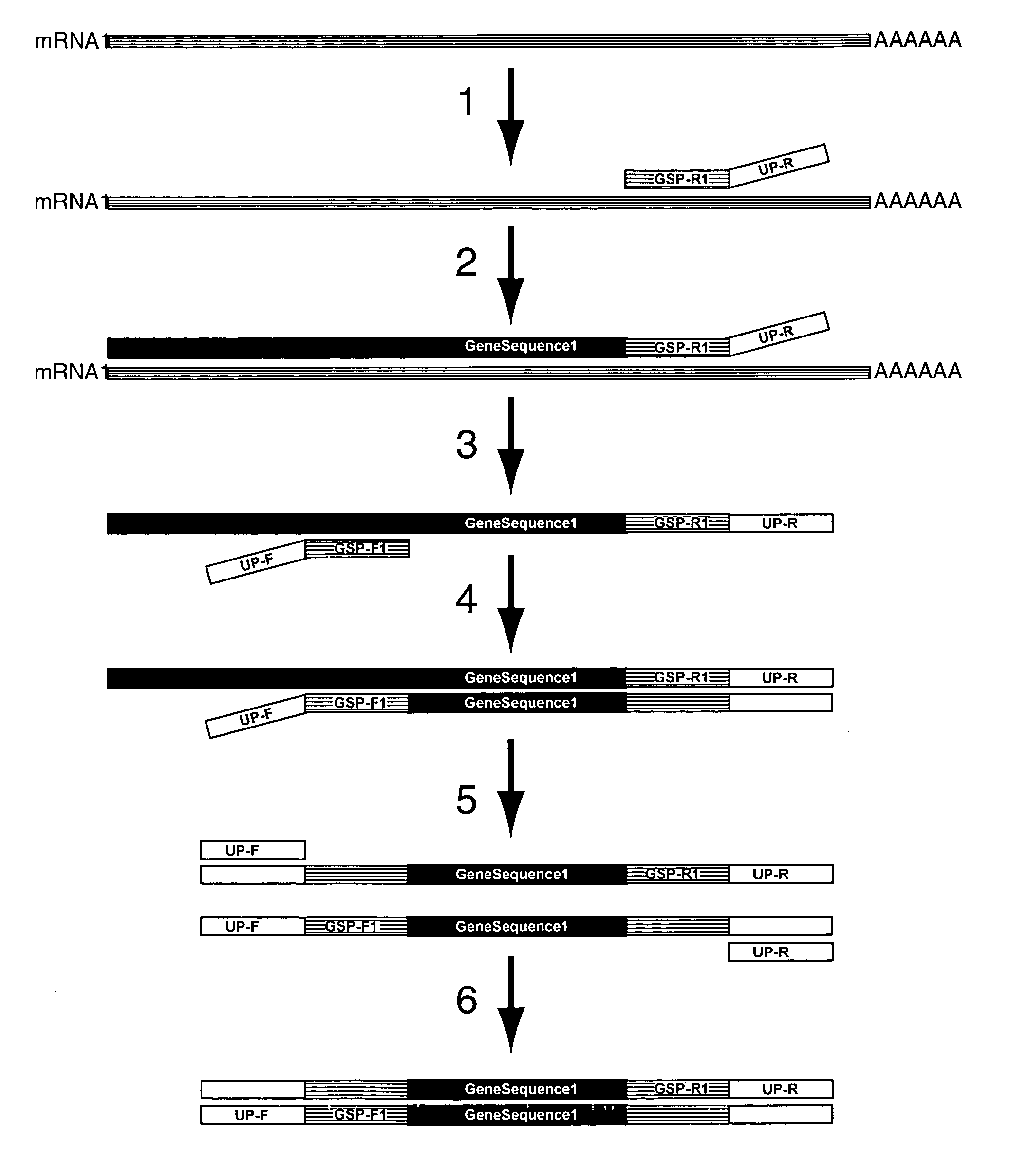 Expression profiling using microarrays