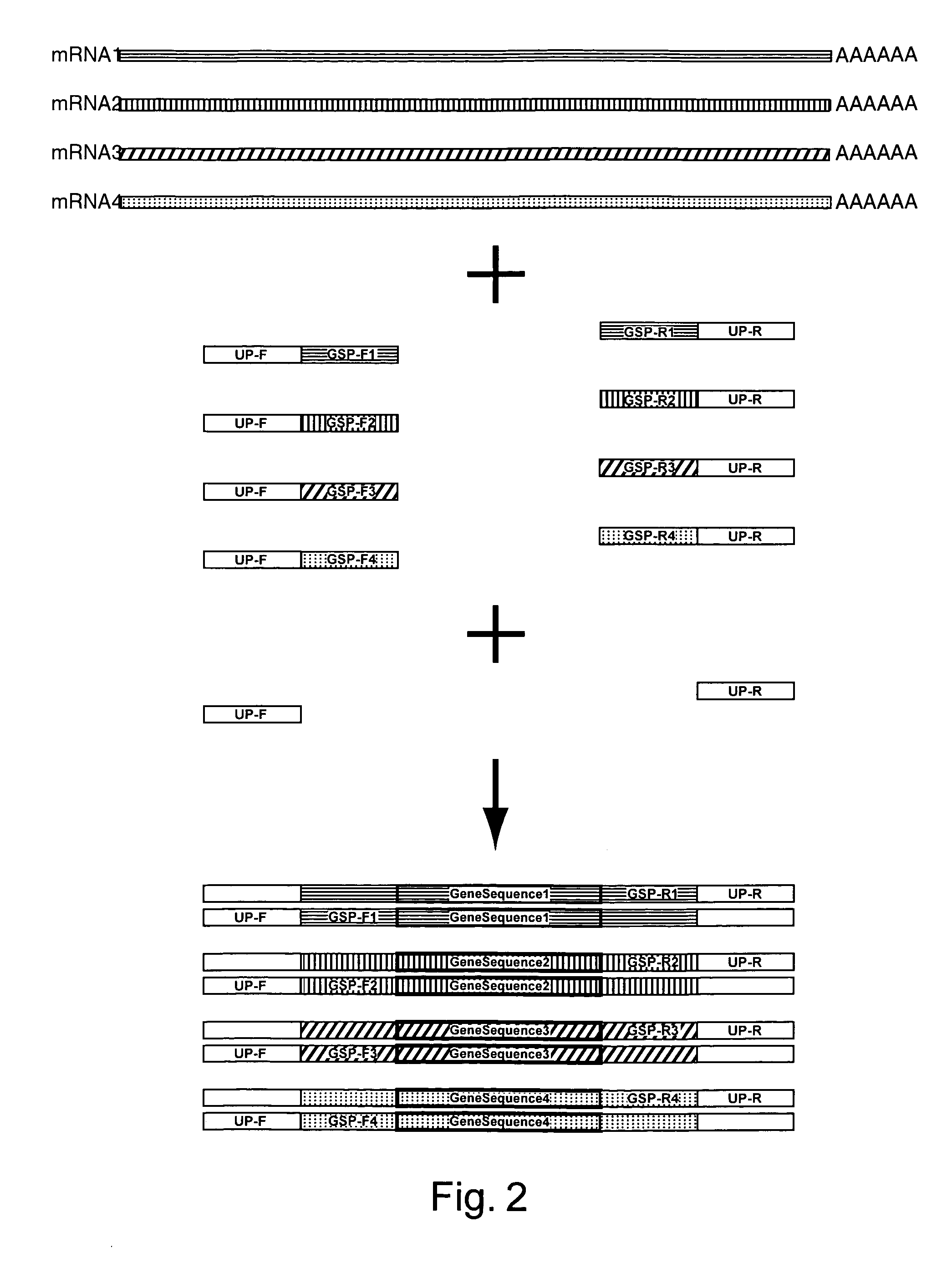 Expression profiling using microarrays