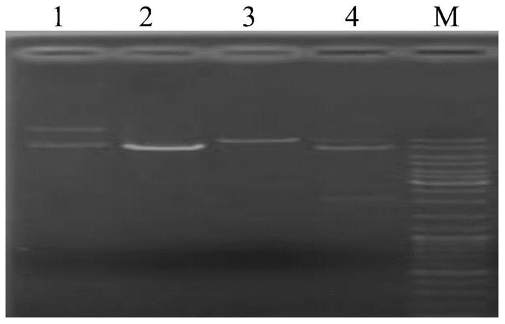 Application of G418 resistance marker in agrobacterium tumefacien-mediated genetic transformation of trichoderma