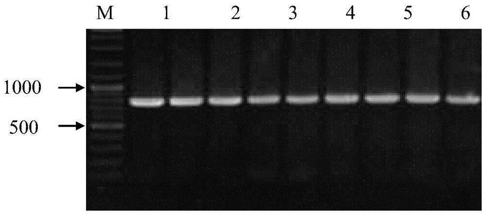 Application of G418 resistance marker in agrobacterium tumefacien-mediated genetic transformation of trichoderma