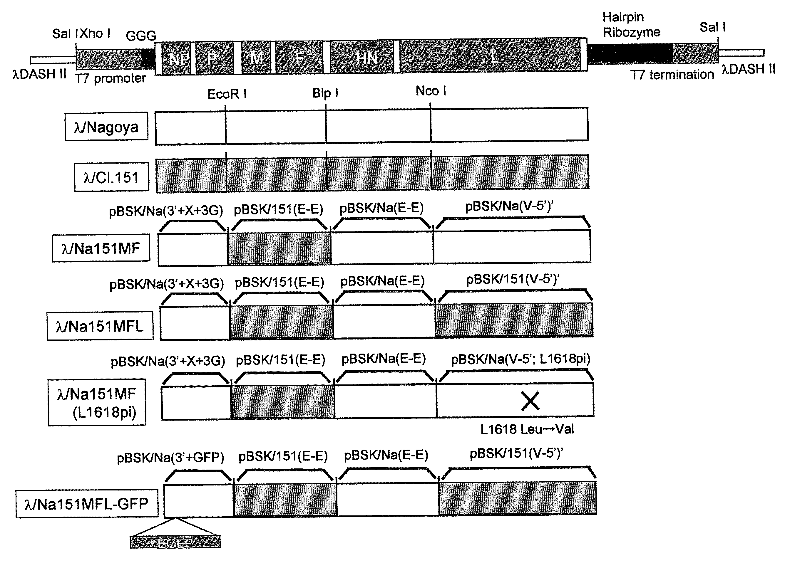 Persistently infective <i>Sendai virus </i>vector