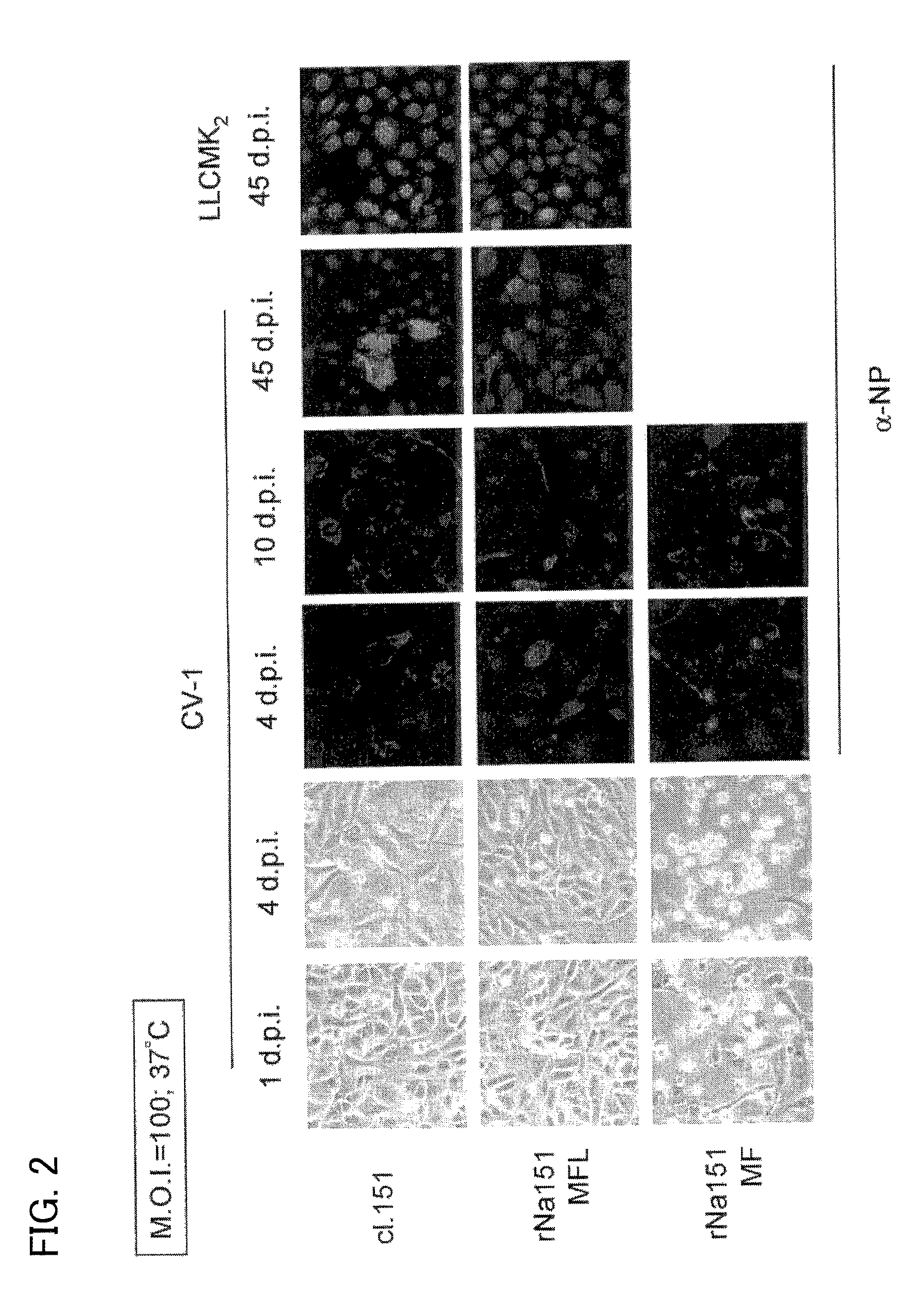 Persistently infective <i>Sendai virus </i>vector