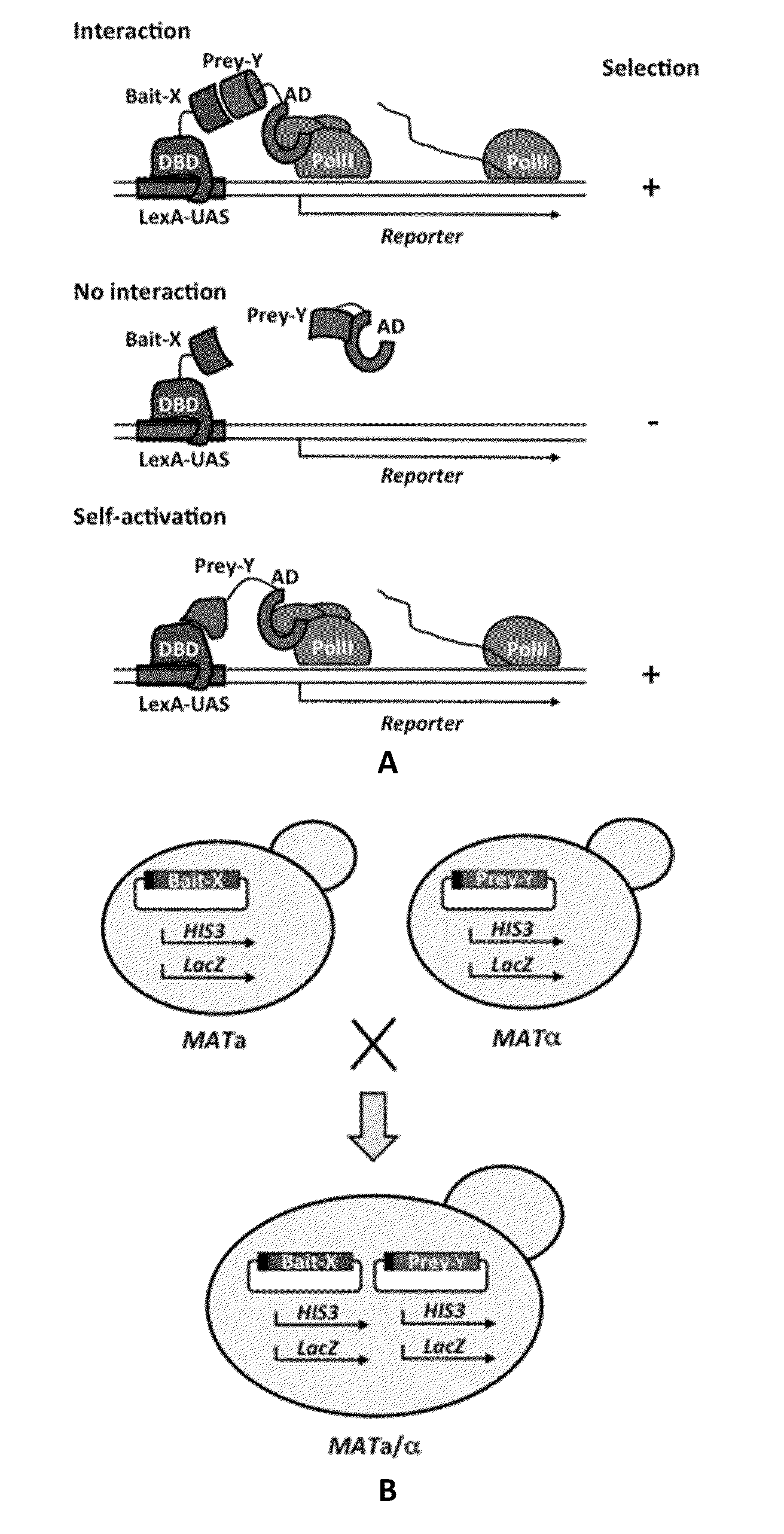 High throughput yeast two-hybrid screening method and reagent kit