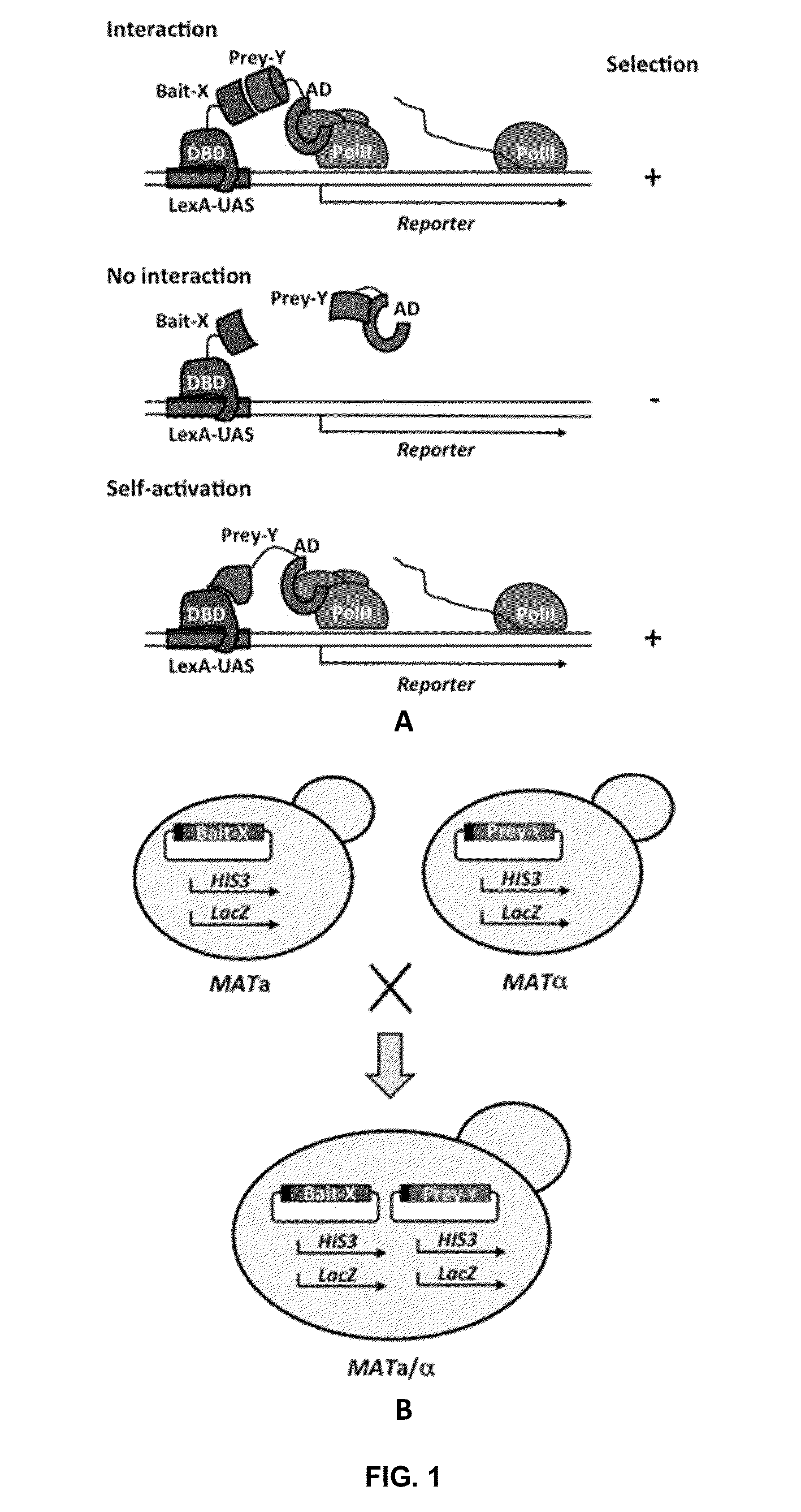 High throughput yeast two-hybrid screening method and reagent kit