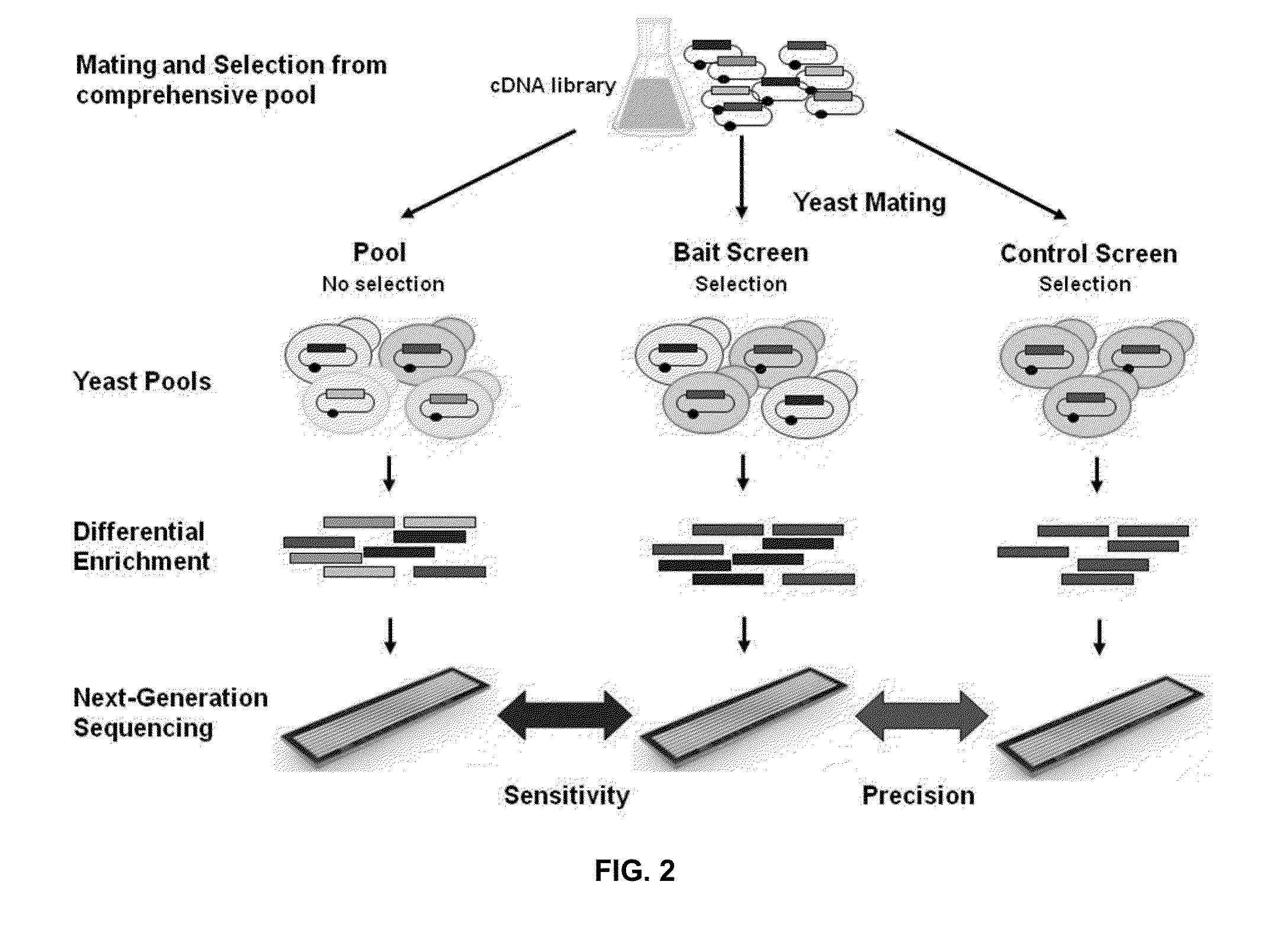 High throughput yeast two-hybrid screening method and reagent kit