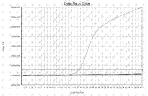 CSFV detection method utilizing realtime fluorescence quantitative RT-PCR