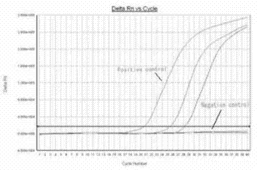 CSFV detection method utilizing realtime fluorescence quantitative RT-PCR