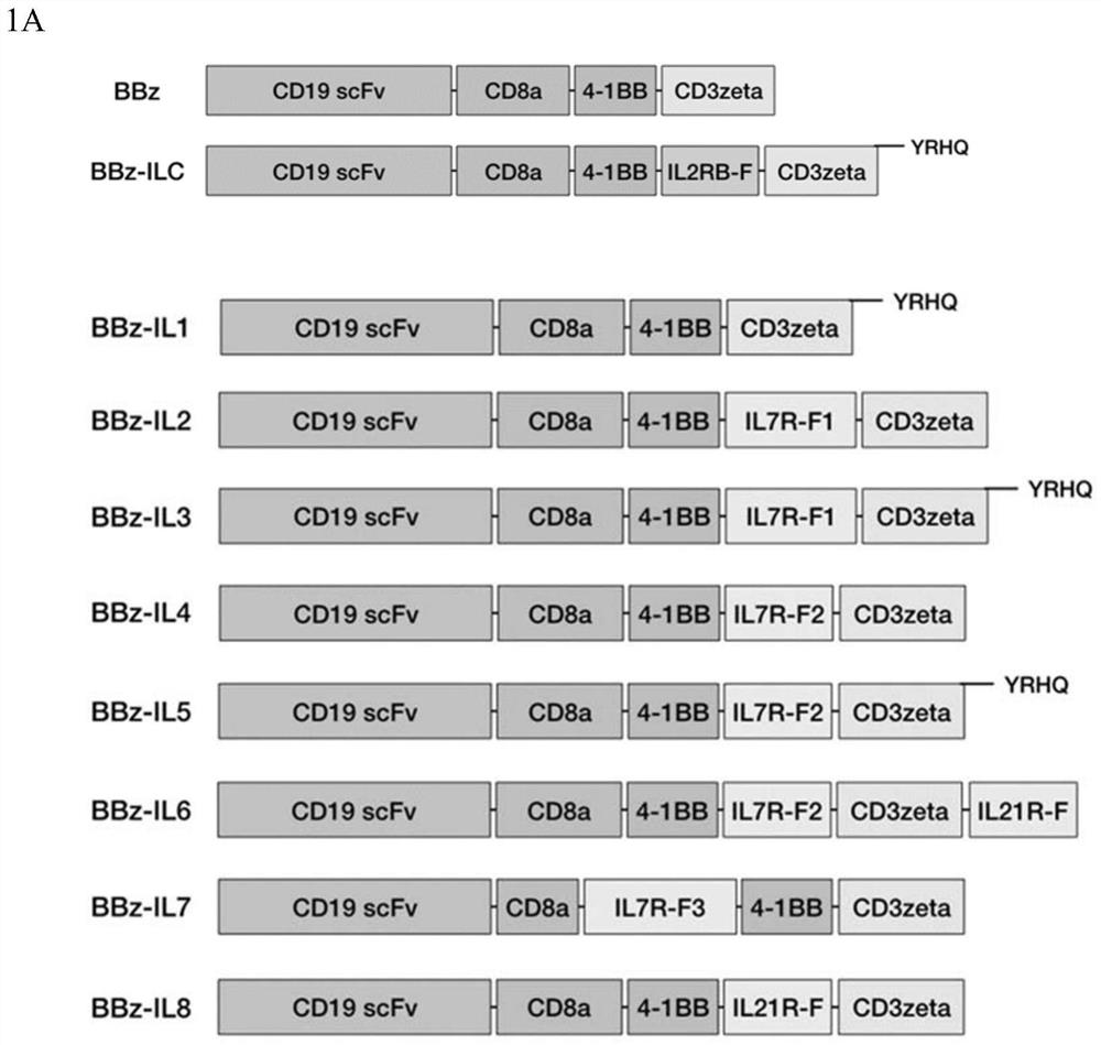 Novel chimeric antigen receptor