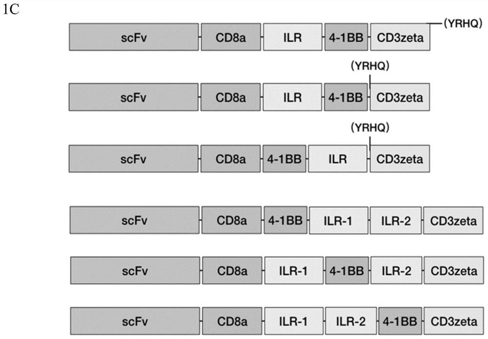 Novel chimeric antigen receptor