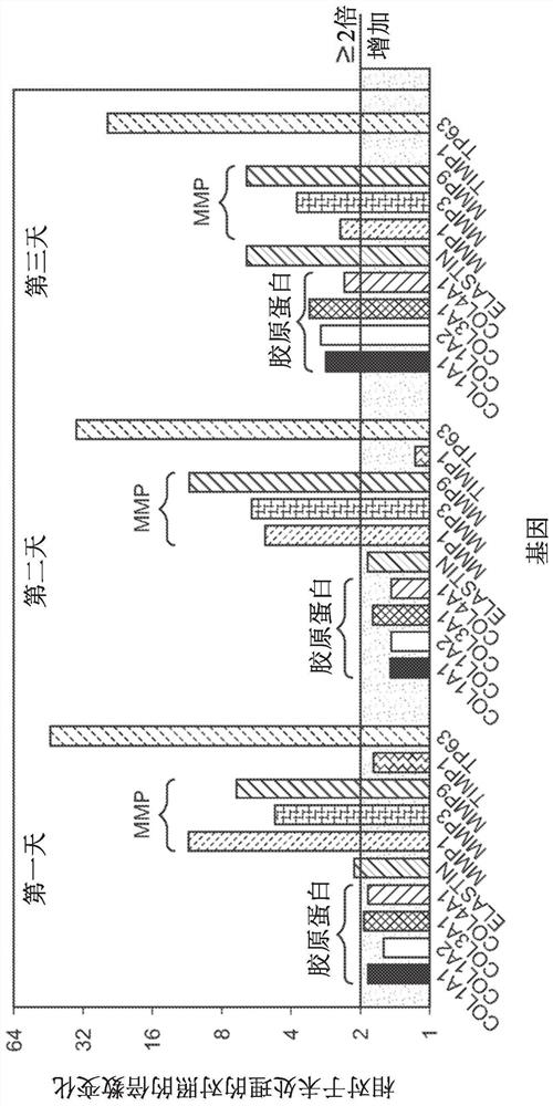 Botulinum toxin cell binding domain polypeptides and methods of use for skin rejuvenation