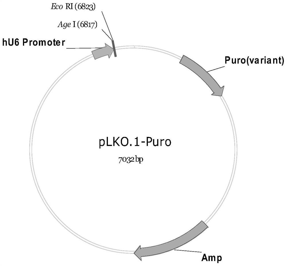 Short hairpin rna, recombinant vector and application for nfat3 gene target