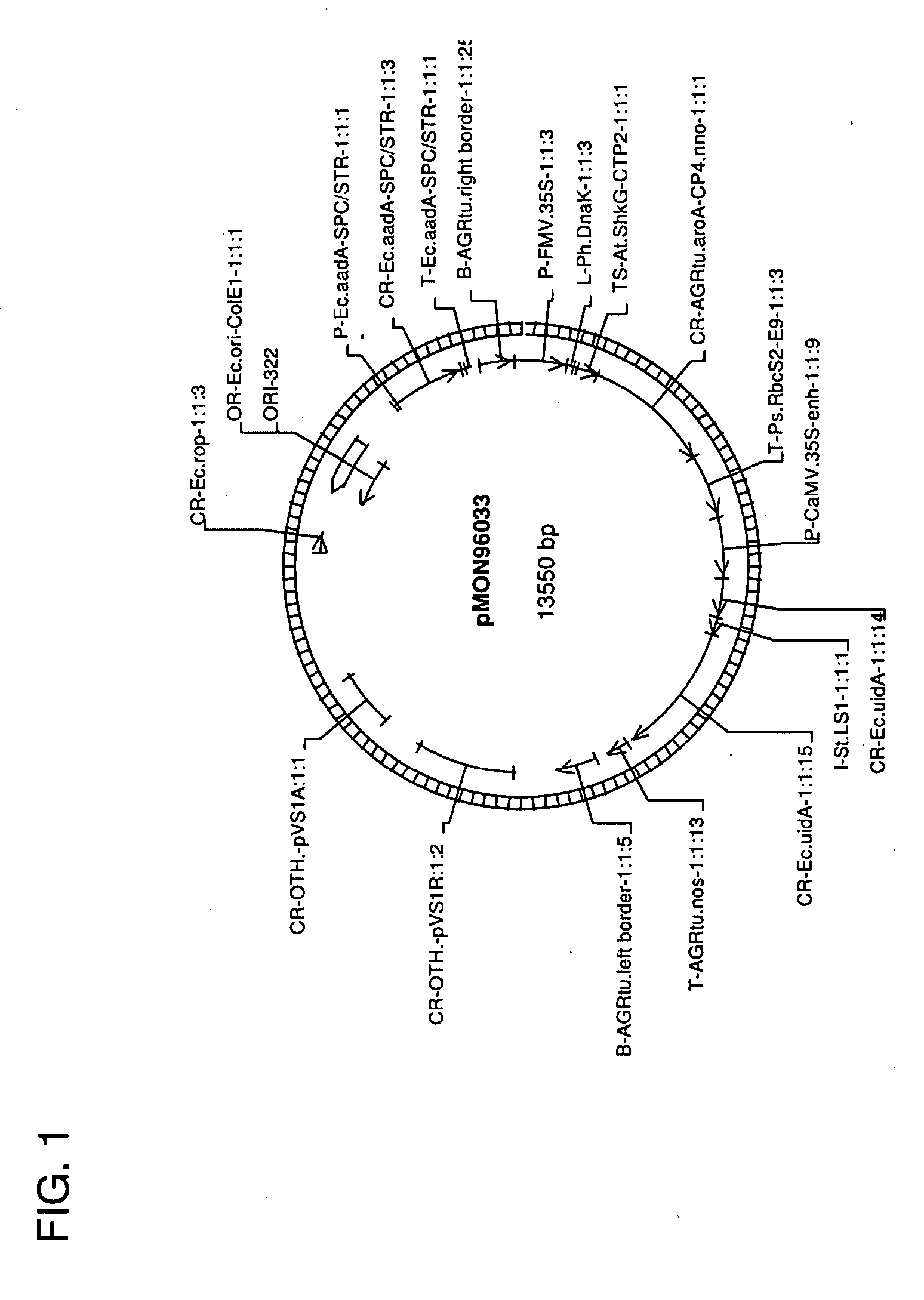 Use of non-agrobacterium bacterial species for plant transformation