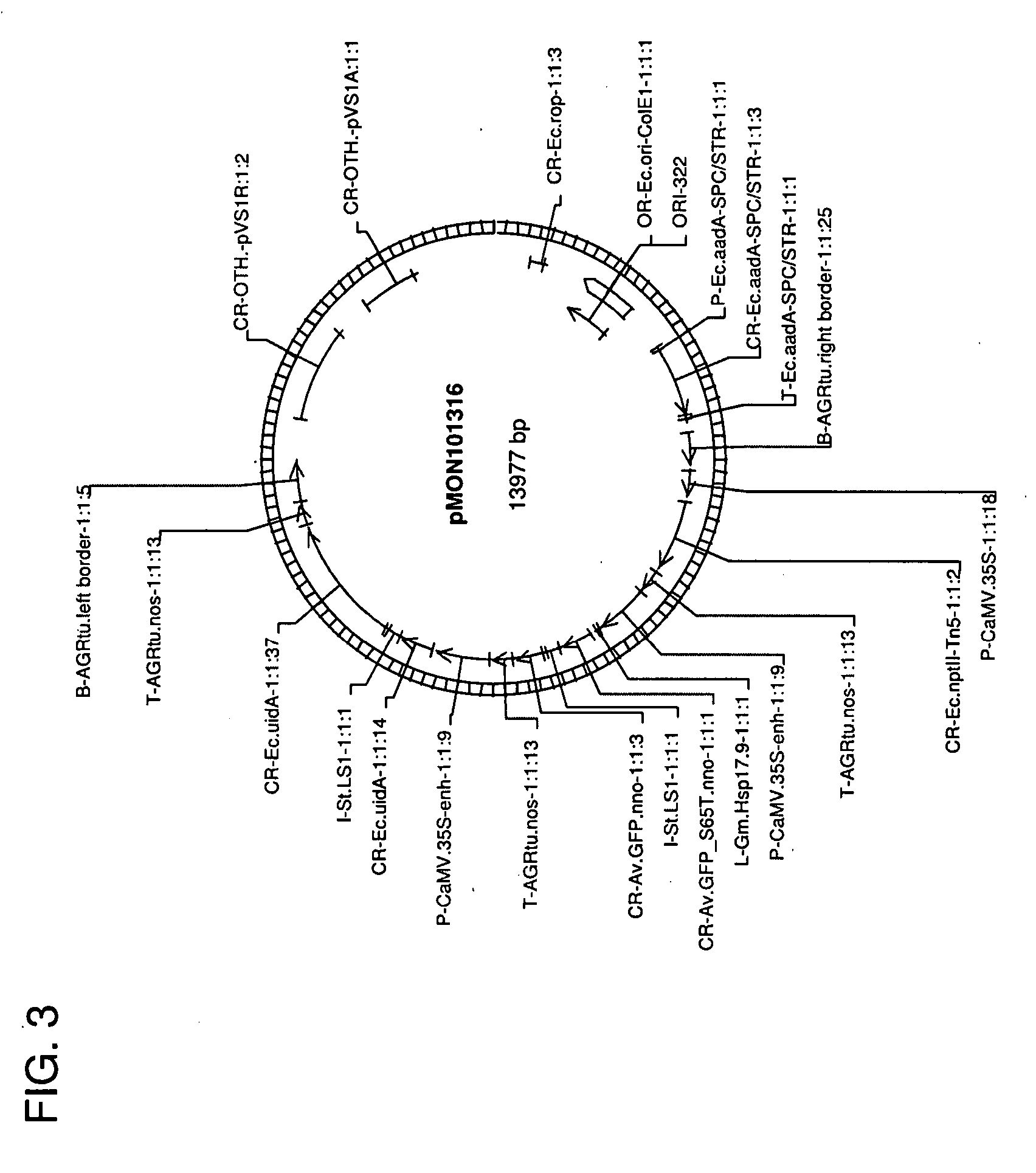 Use of non-agrobacterium bacterial species for plant transformation