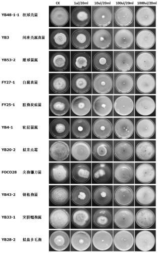 Fungicide composition and application thereof