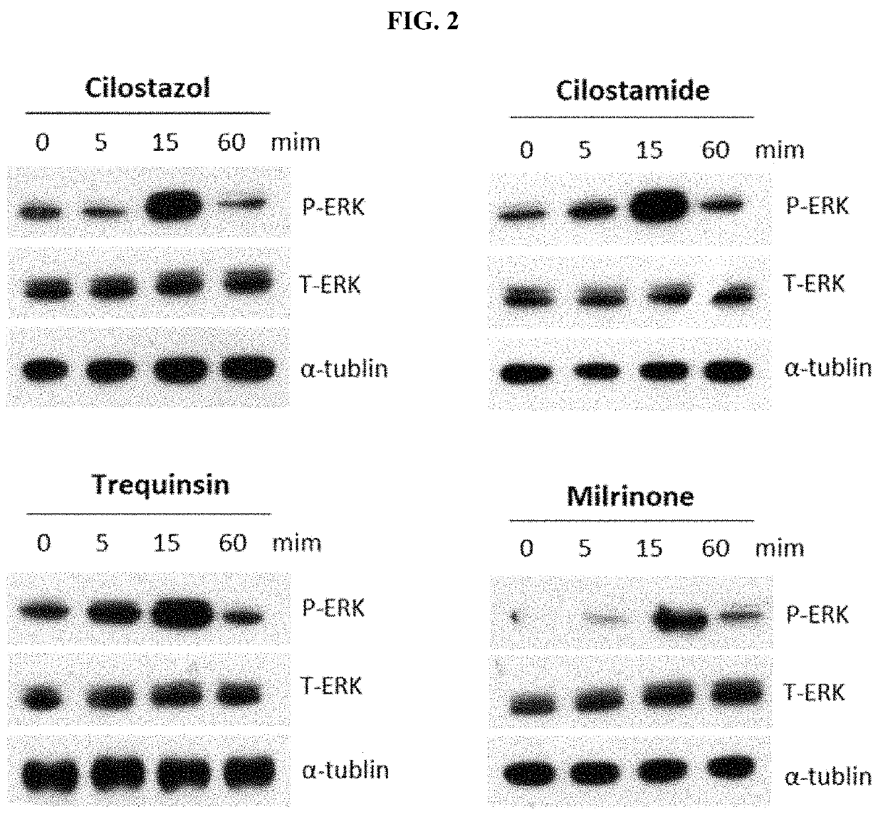 Method of preventing hair loss or promoting hair growth by using phosphodiesterase 3 inhibitor