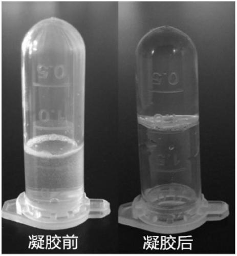 Unwinding albumin hydrogel and preparation method thereof