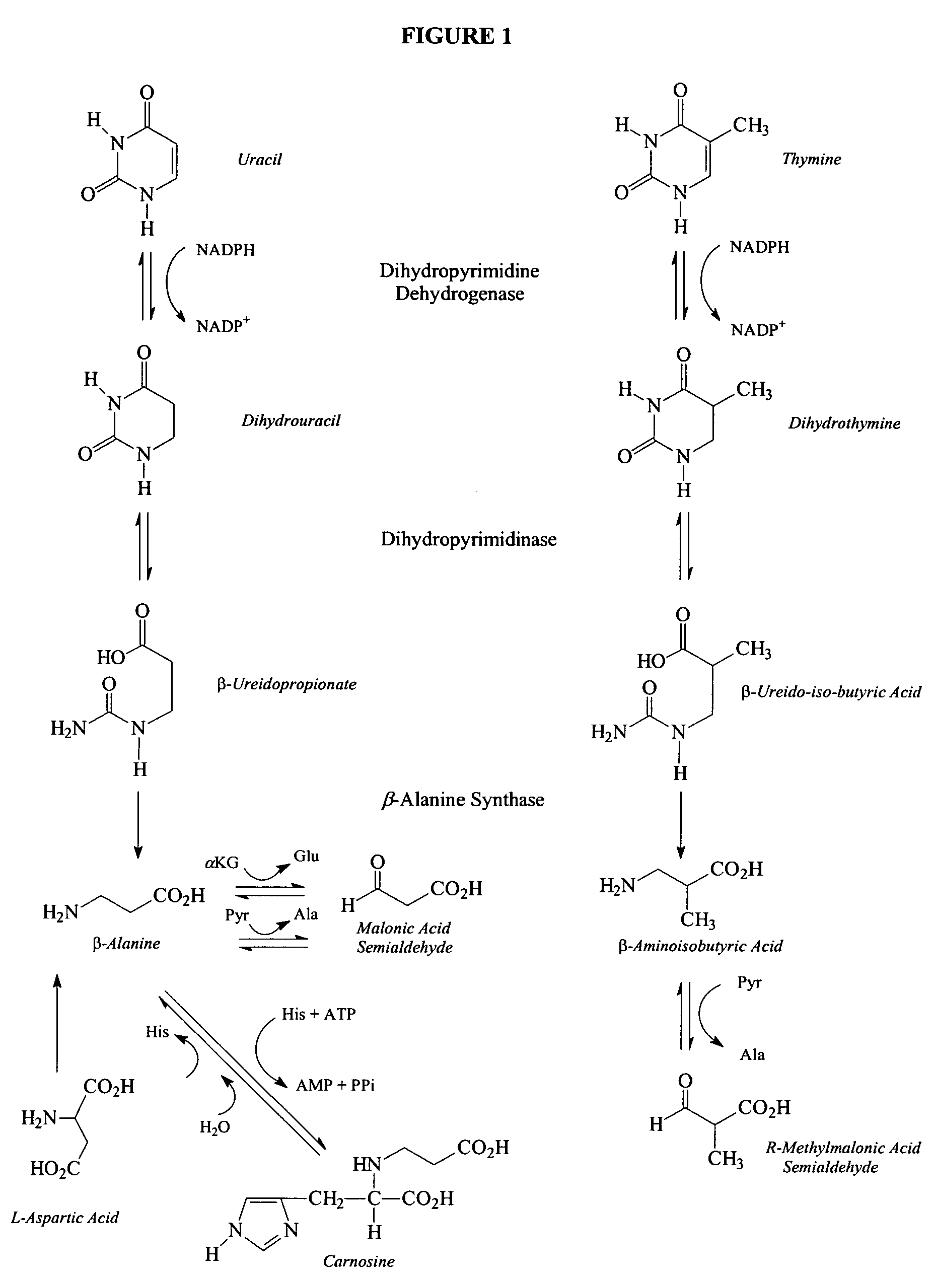 Diagnostic methods for determining susceptibility to convulsive conditions