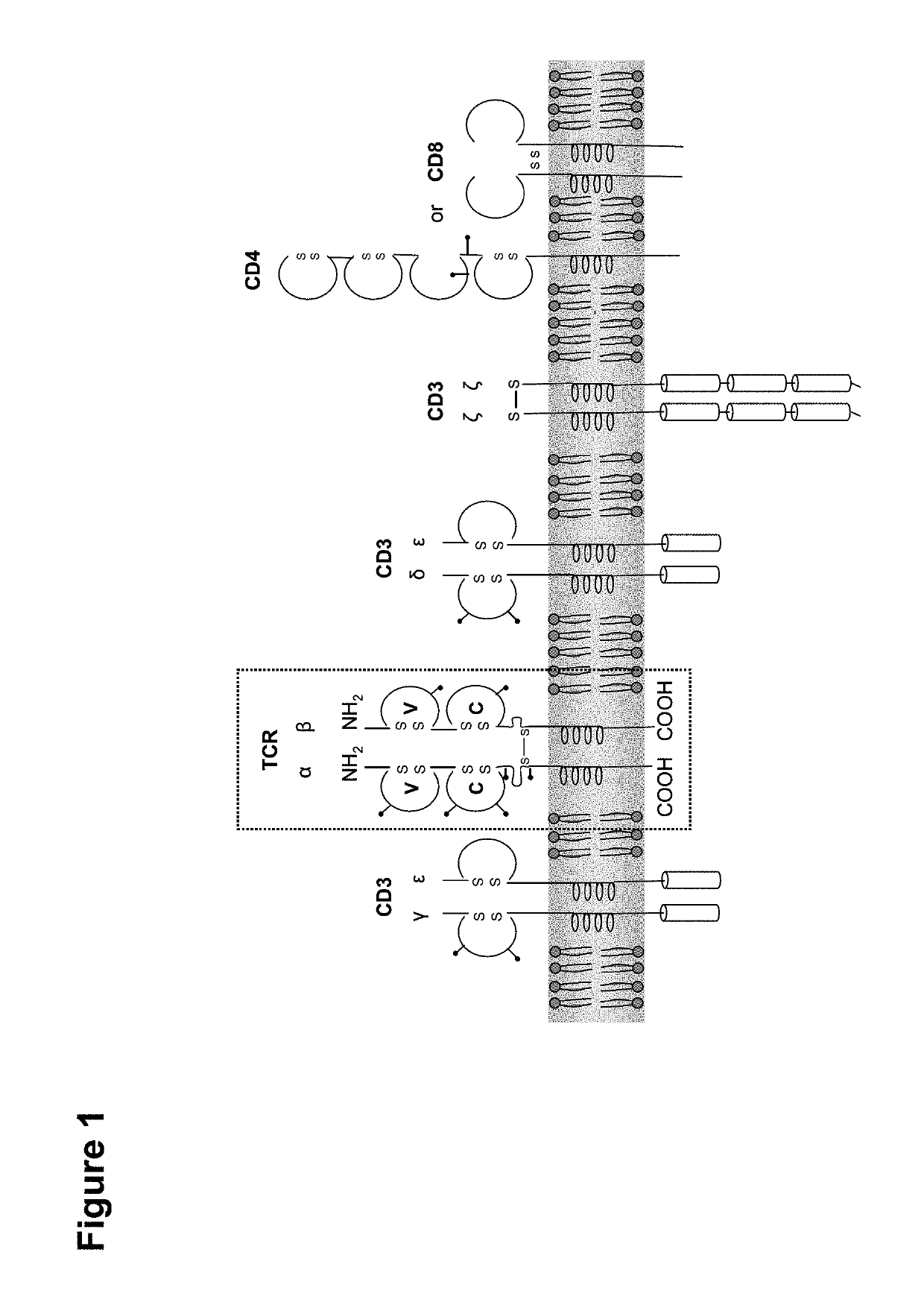 Claudin-6-specific immunoreceptors and T cell epitopes