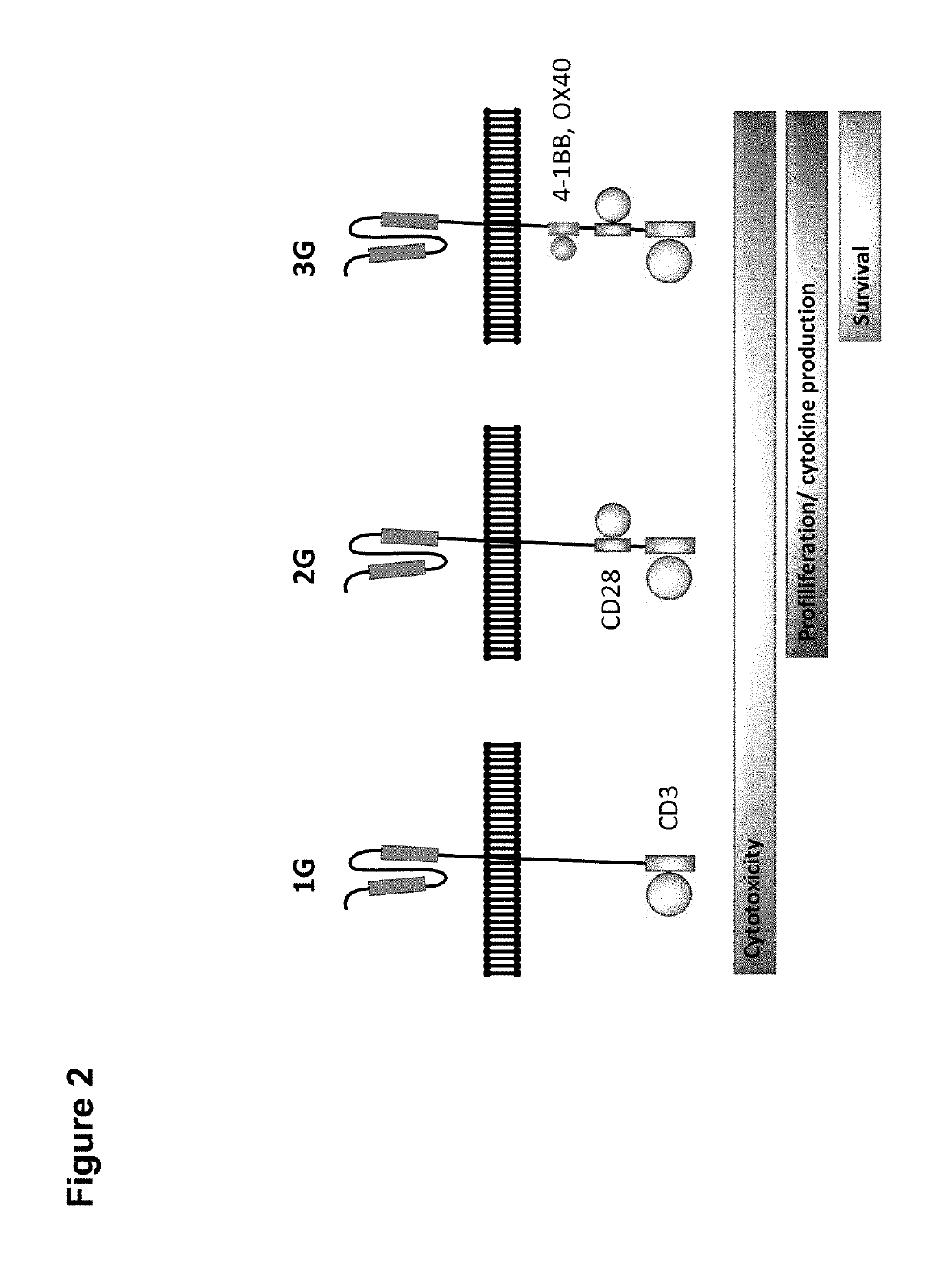 Claudin-6-specific immunoreceptors and T cell epitopes