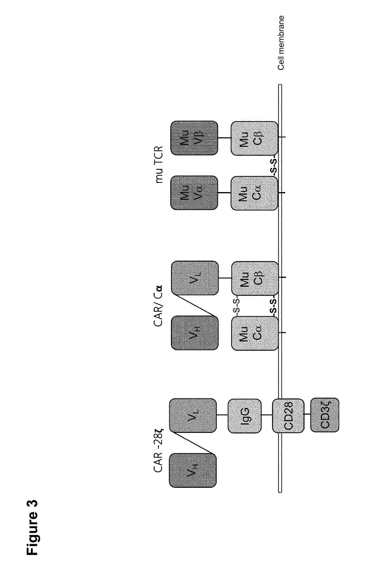 Claudin-6-specific immunoreceptors and T cell epitopes