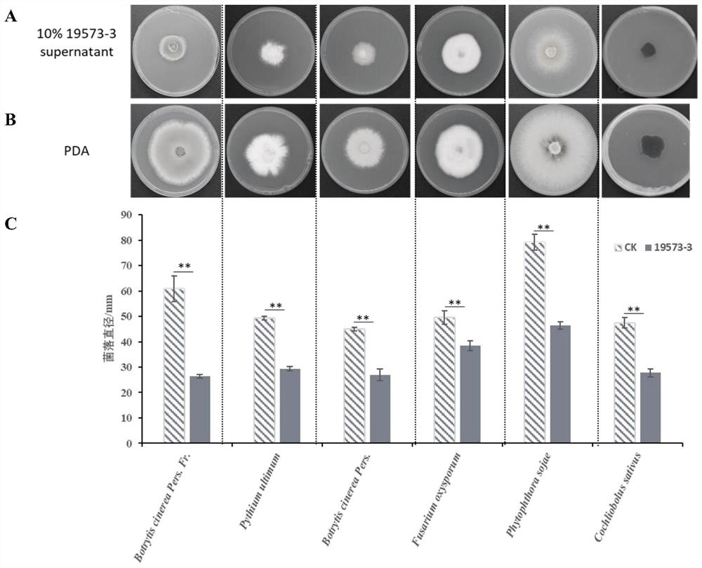 Bacillus velezensis 19573-3 and application thereof