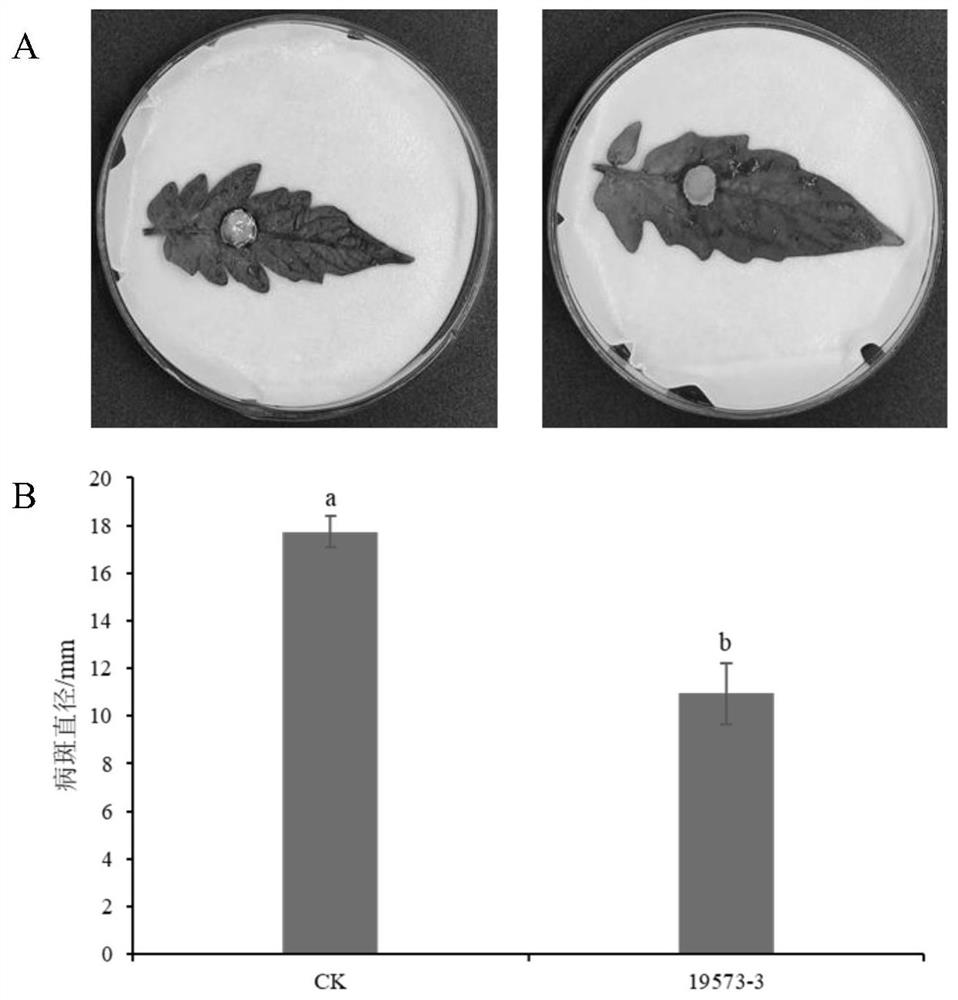 Bacillus velezensis 19573-3 and application thereof