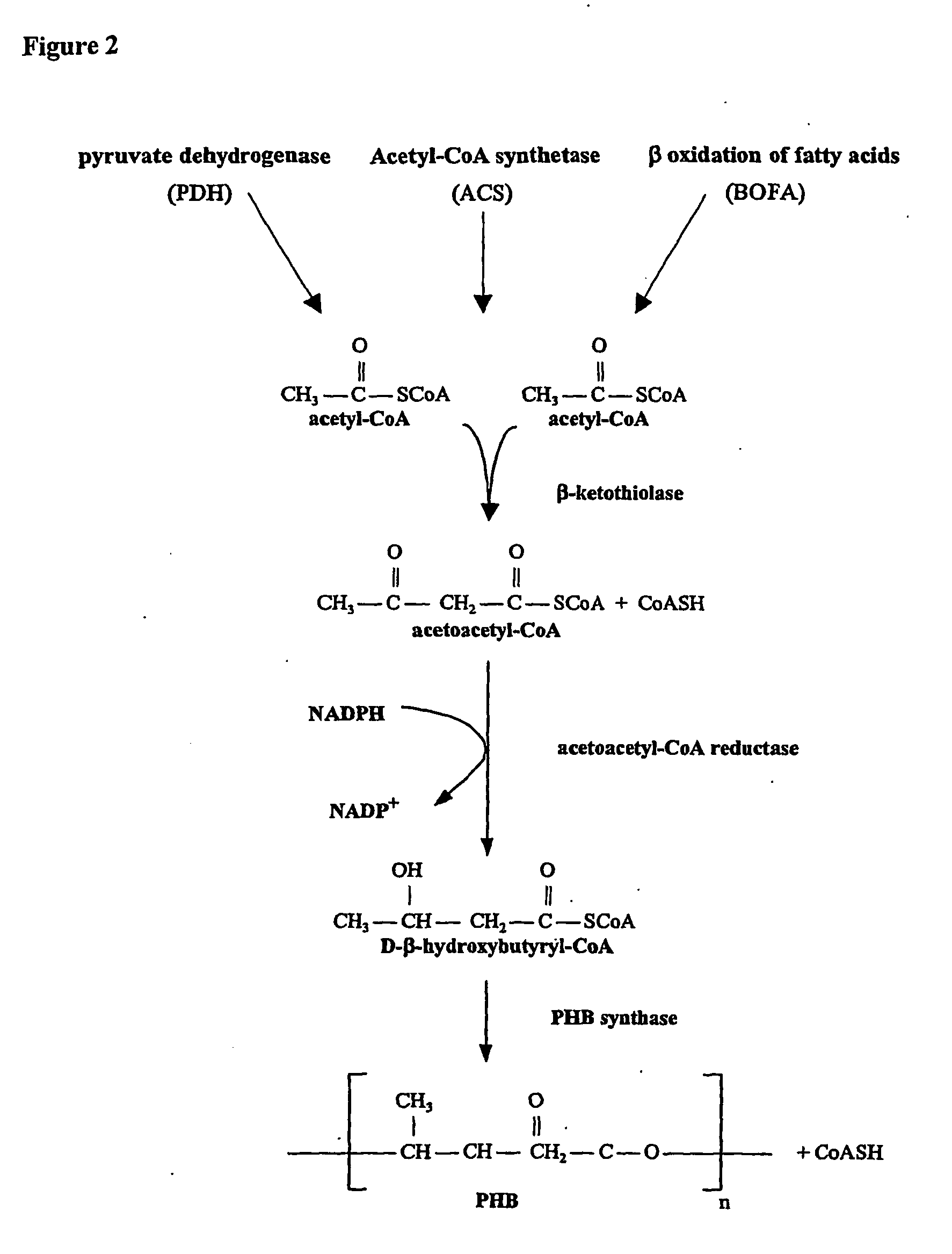 Transgenic plants used as a bioreactor system