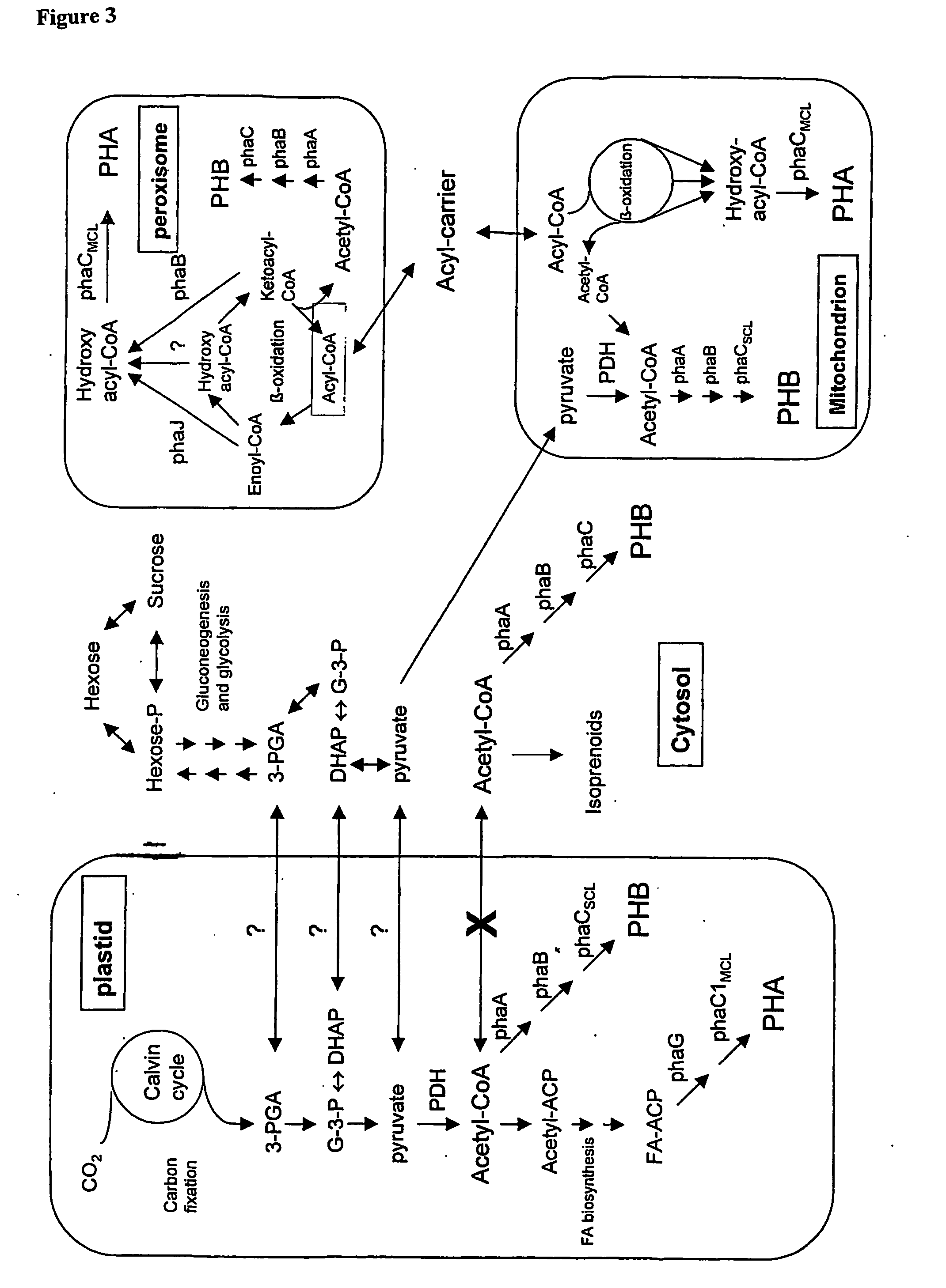 Transgenic plants used as a bioreactor system