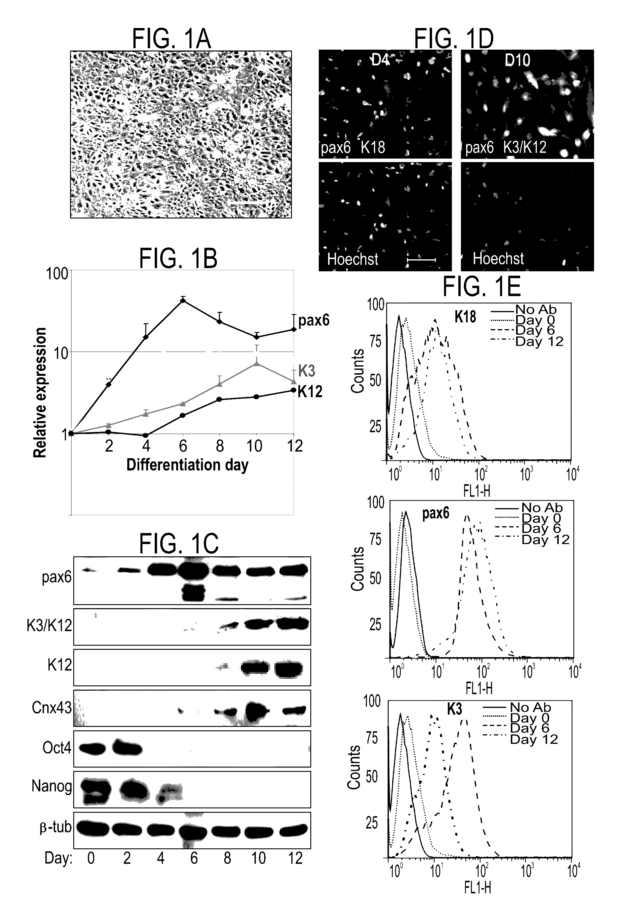 Methods of generating corneal cells and cell populations comprising same