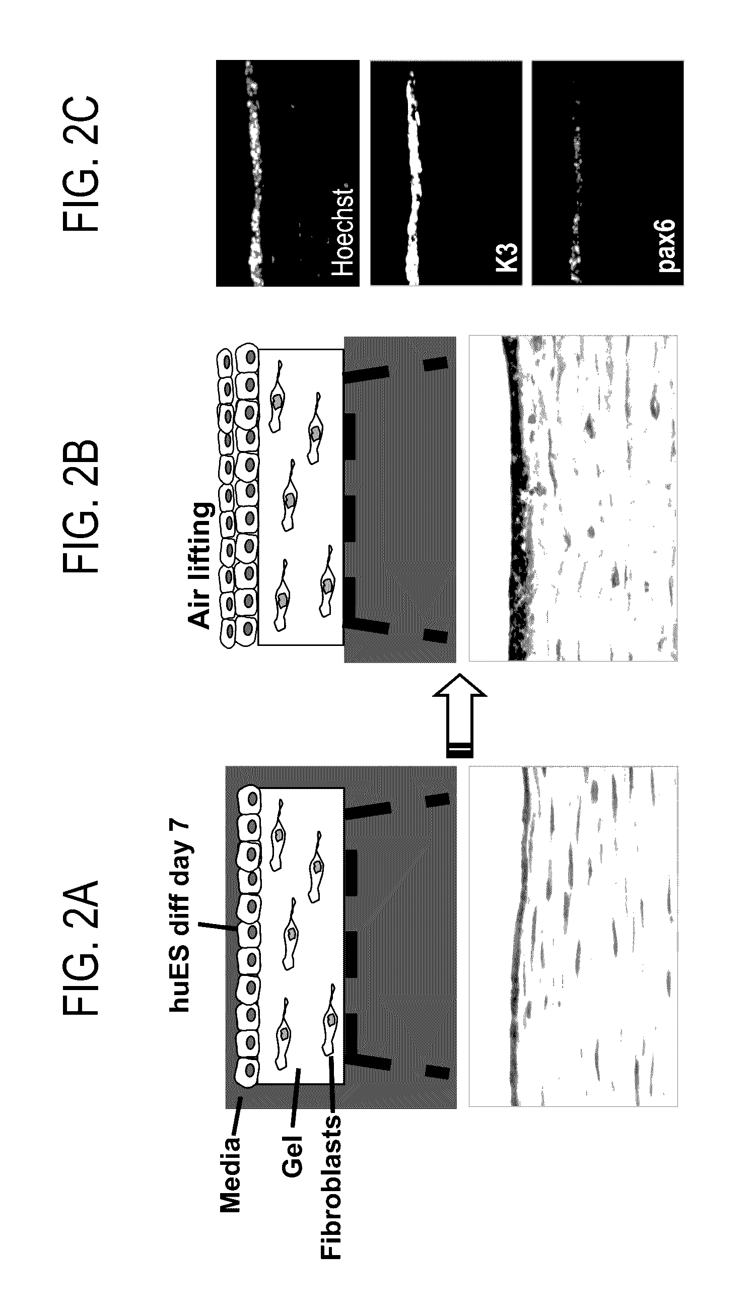 Methods of generating corneal cells and cell populations comprising same