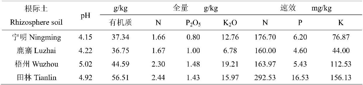 Efficient phosphate solubilizing bacillus megaterium in tree rhizosphere and application