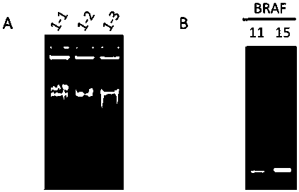 Primer combination and its application for detecting braf gene mutation in trace tissues