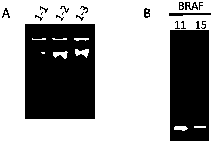 Primer combination and its application for detecting braf gene mutation in trace tissues