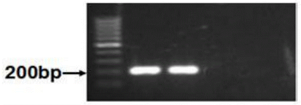 Kit for detecting gene mutation of EGFR and application of kit