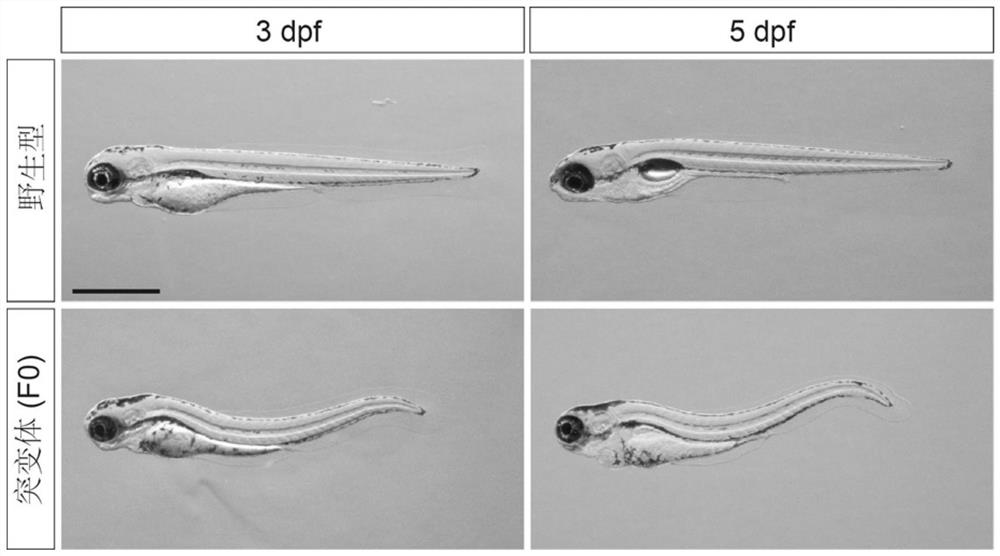 Preparation method of zebra fish model for teenager idiopathic scoliosis