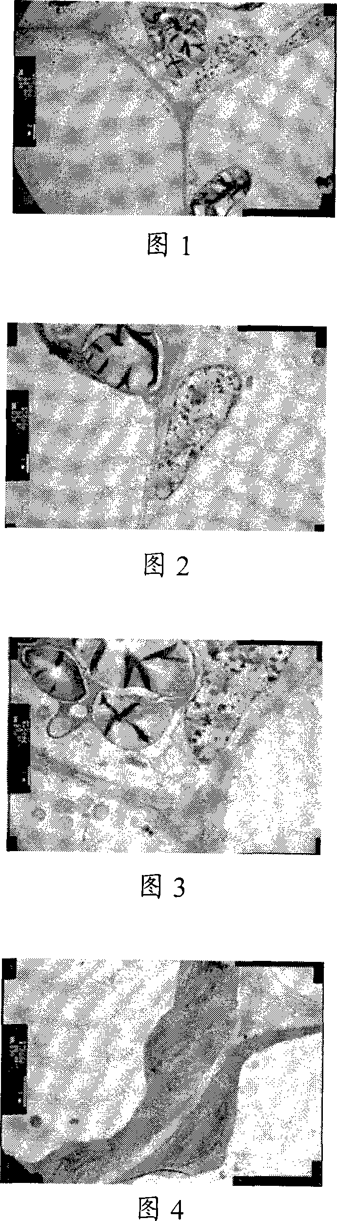 Method for producing quick-frozen vegetable garden pea