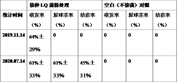 Bacterial strain and method for promoting germination of medicinal dendrobium seeds on stones to form seedlings