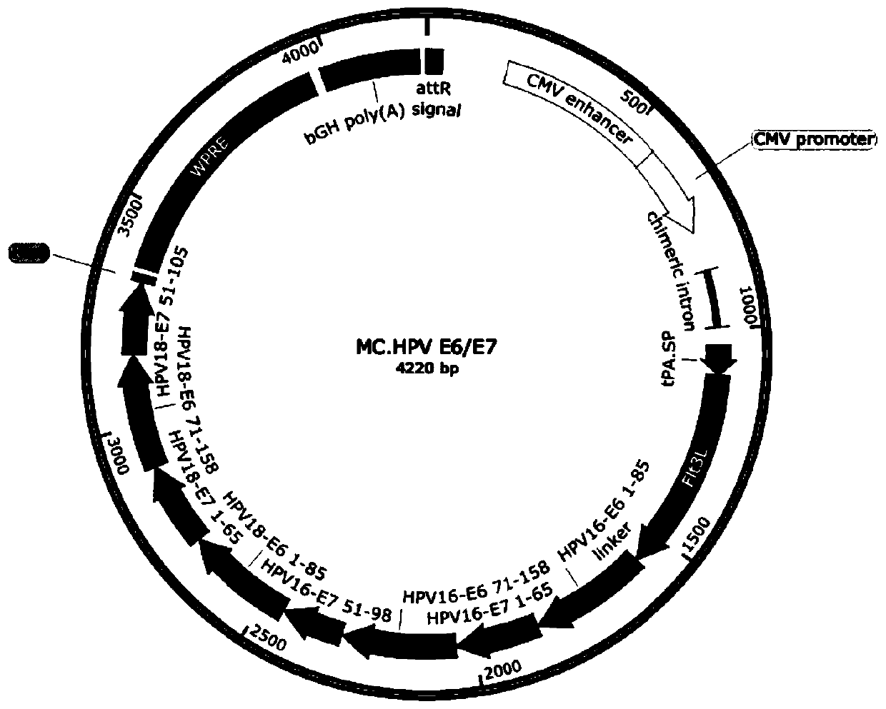 Minicircle DNA vaccine design and application