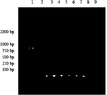 Method for LAMP (looped-mediated isothermal amplification) detection of trypanosoma evansi variant strain with deletion of ToTat1.2 gene