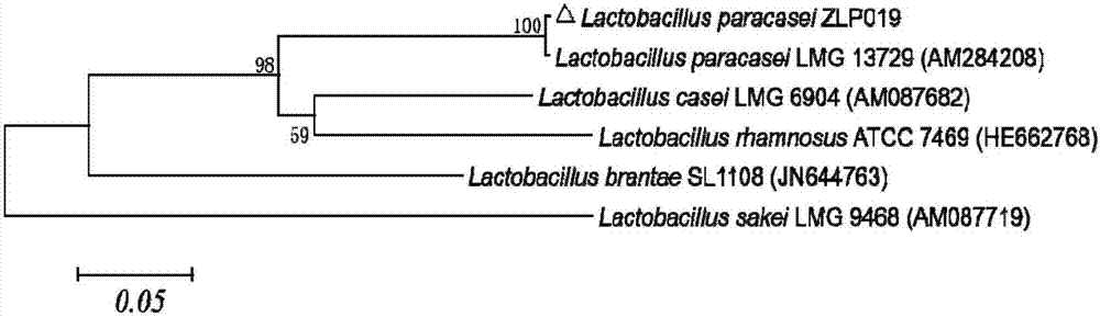 Lactobacillus paracasei, Lactobacillus paracasei preparation, and applications of Lactobacillus paracasei preparation in pig feed